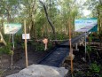 Delta Mangrove Planting