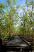 Delta Mangrove Planting