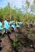 Delta Mangrove Planting