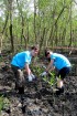 Delta Mangrove Planting