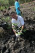 Delta Mangrove Planting