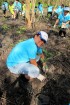Delta Mangrove Planting